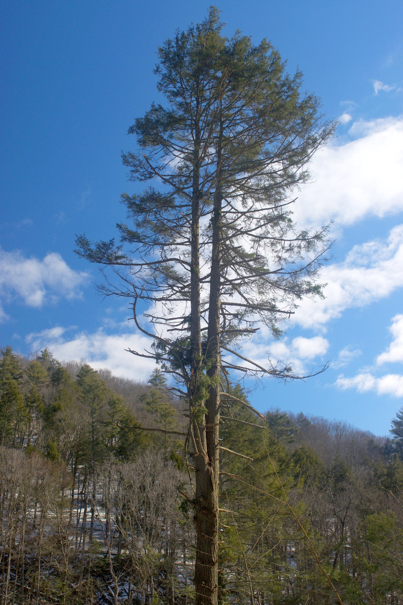 Illustration for article titled Wooly Adelgid vs. Eastern Hemlock
